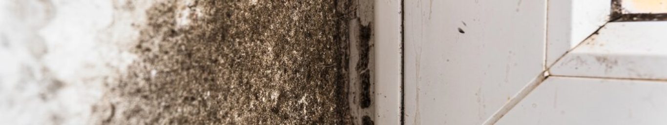 mold-remediation-residential